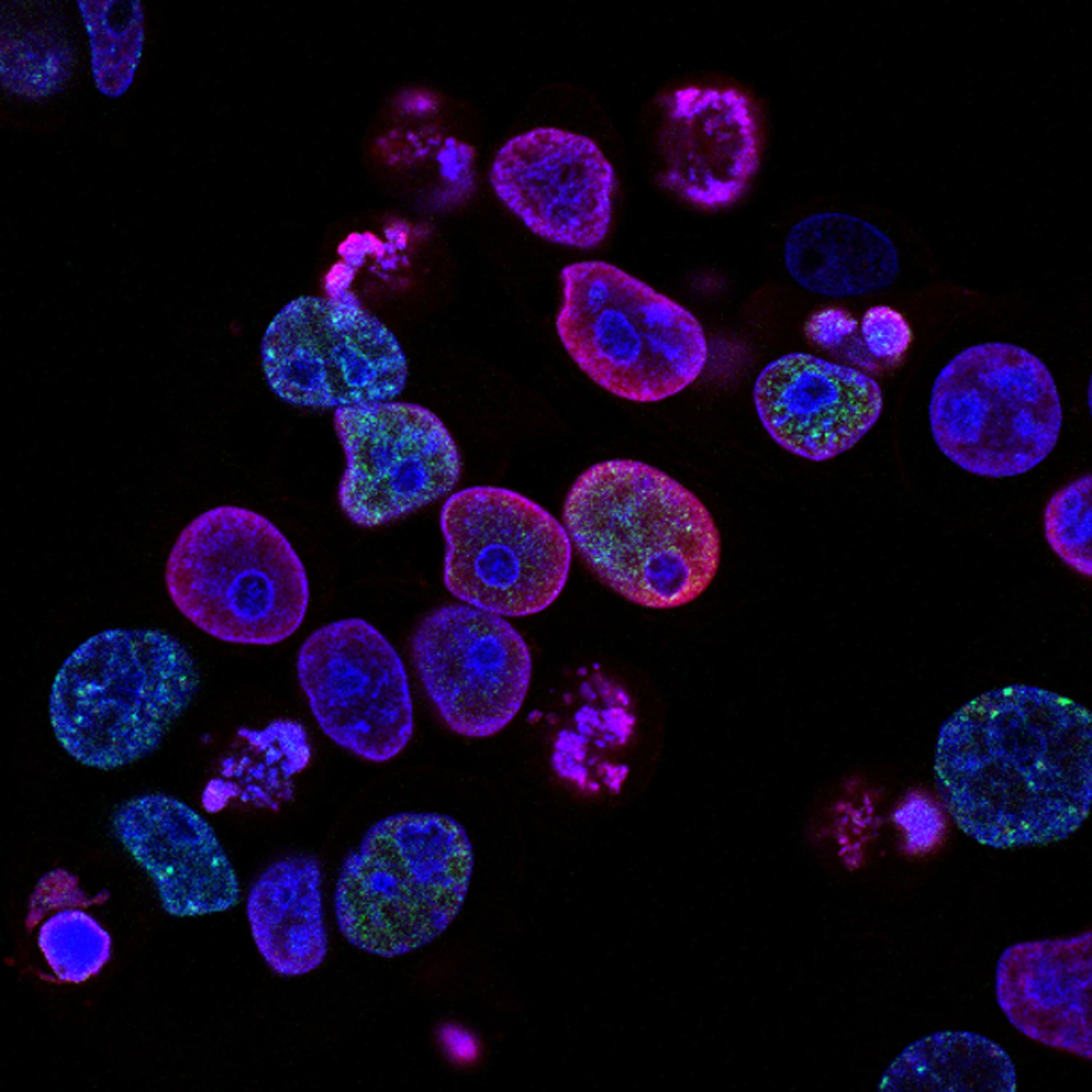 What causes genetic mutations?