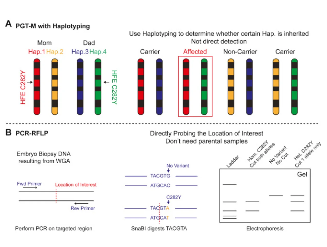 Direct assessment of hereditary hemochromatosis in preimplantation genetic testing